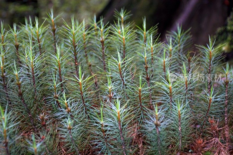 Dawsonia superba，世界上最高的苔藓